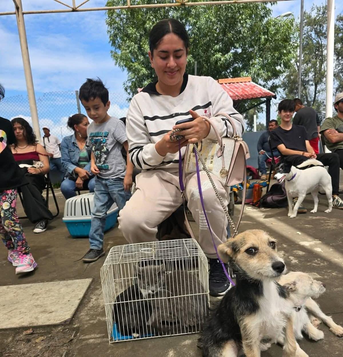 Anuncian campaña gratuita de esterilización para perros y gatos en Zamora