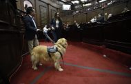 Congreso del Estado aprueba que personas con discapacidad se desplacen libremente con animales de asistencia