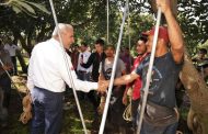 Con más de 3.8 millones de toneladas, Michoacán lidera producción nacional de aguacate, limón y berries
