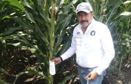 Invitan a productores a demostración de maíces con alto desempeño