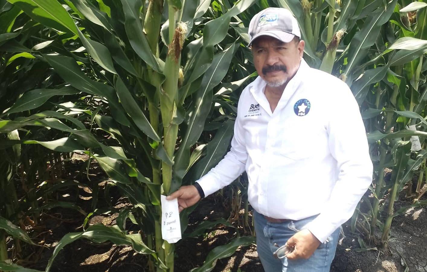 Invitan a productores a demostración de maíces con alto desempeño