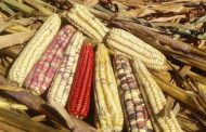 Campo y productores de maíz están en severa crisis