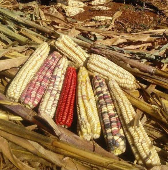 Campo y productores de maíz están en severa crisis