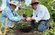 Producidos en vivero más de 400 árboles de zapote prieto para su preservación: Secma