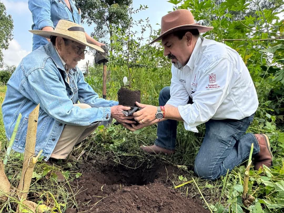 Producidos en vivero más de 400 árboles de zapote prieto para su preservación: Secma