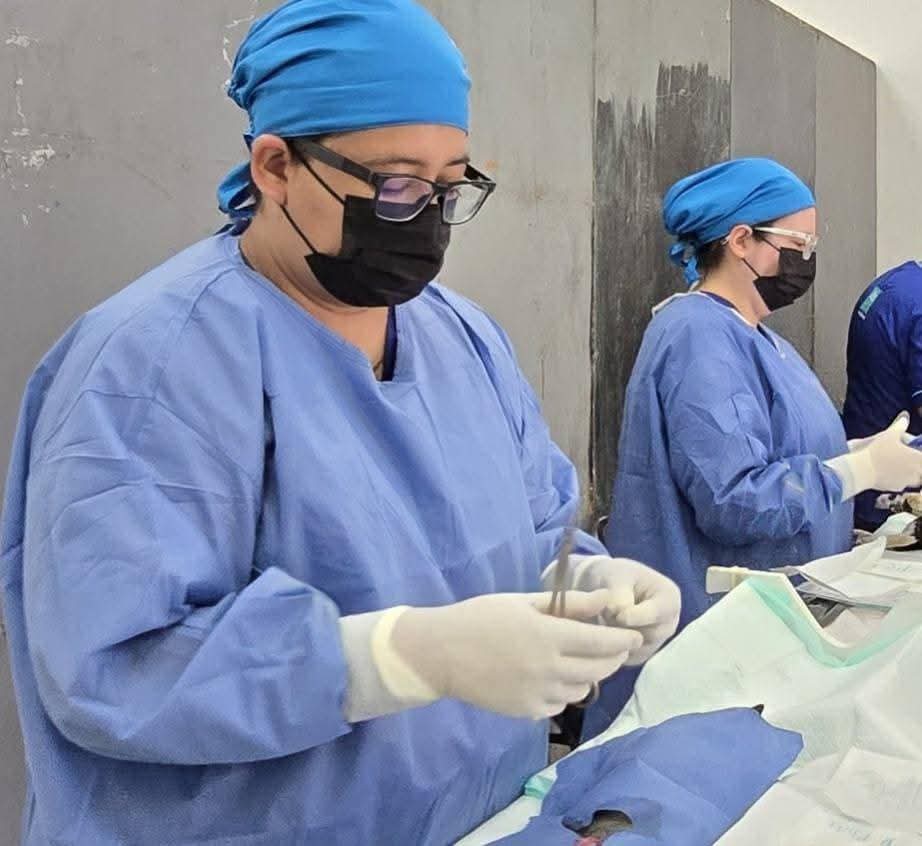Anuncian nueva campaña gratuita de esterilizaciones para perros y gatos