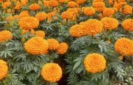 Flor de cempasúchil baja su precio ante exceso de oferta
