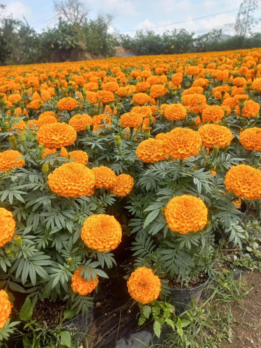 Flor de cempasúchil baja su precio ante exceso de oferta