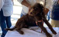 Centro de atención animal se encuentra al límite de su capacidad