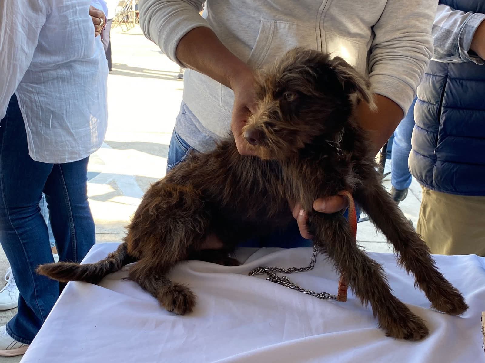 Centro de atención animal se encuentra al límite de su capacidad