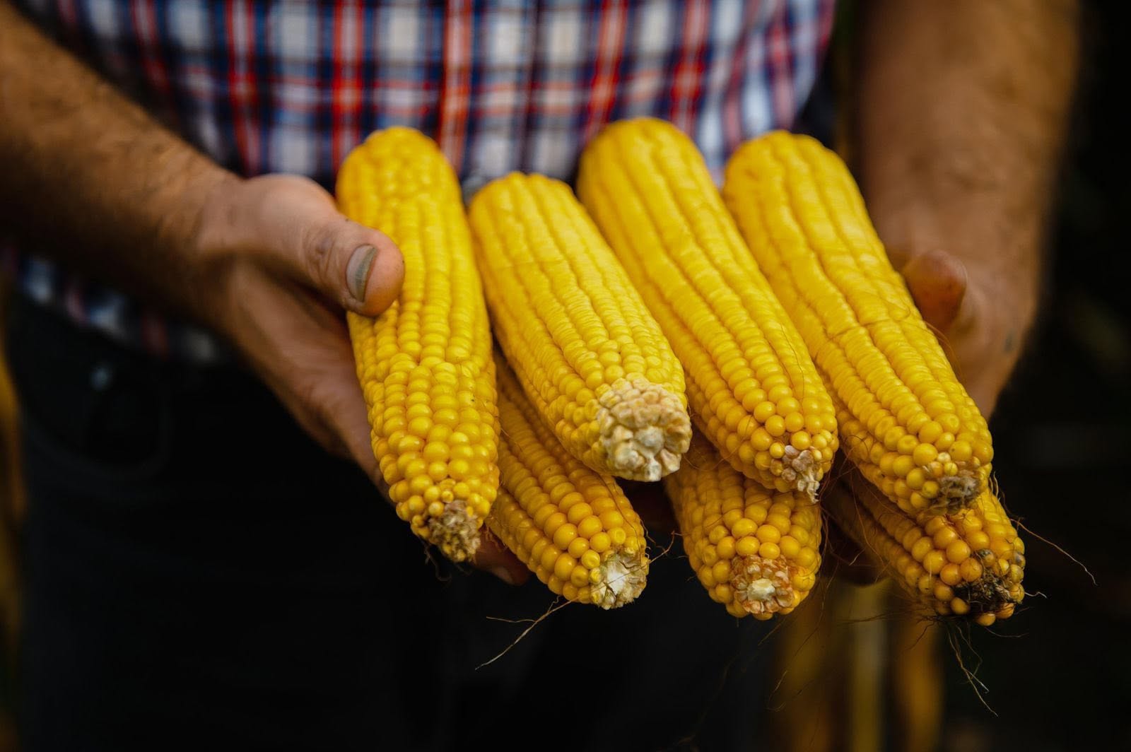 Michoacán publica mecánica operativa del apoyo complementario al precio del maíz