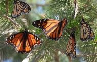 Llegó la primera Mariposa Monarca con transmisor satelital a Michoacán: Sectur