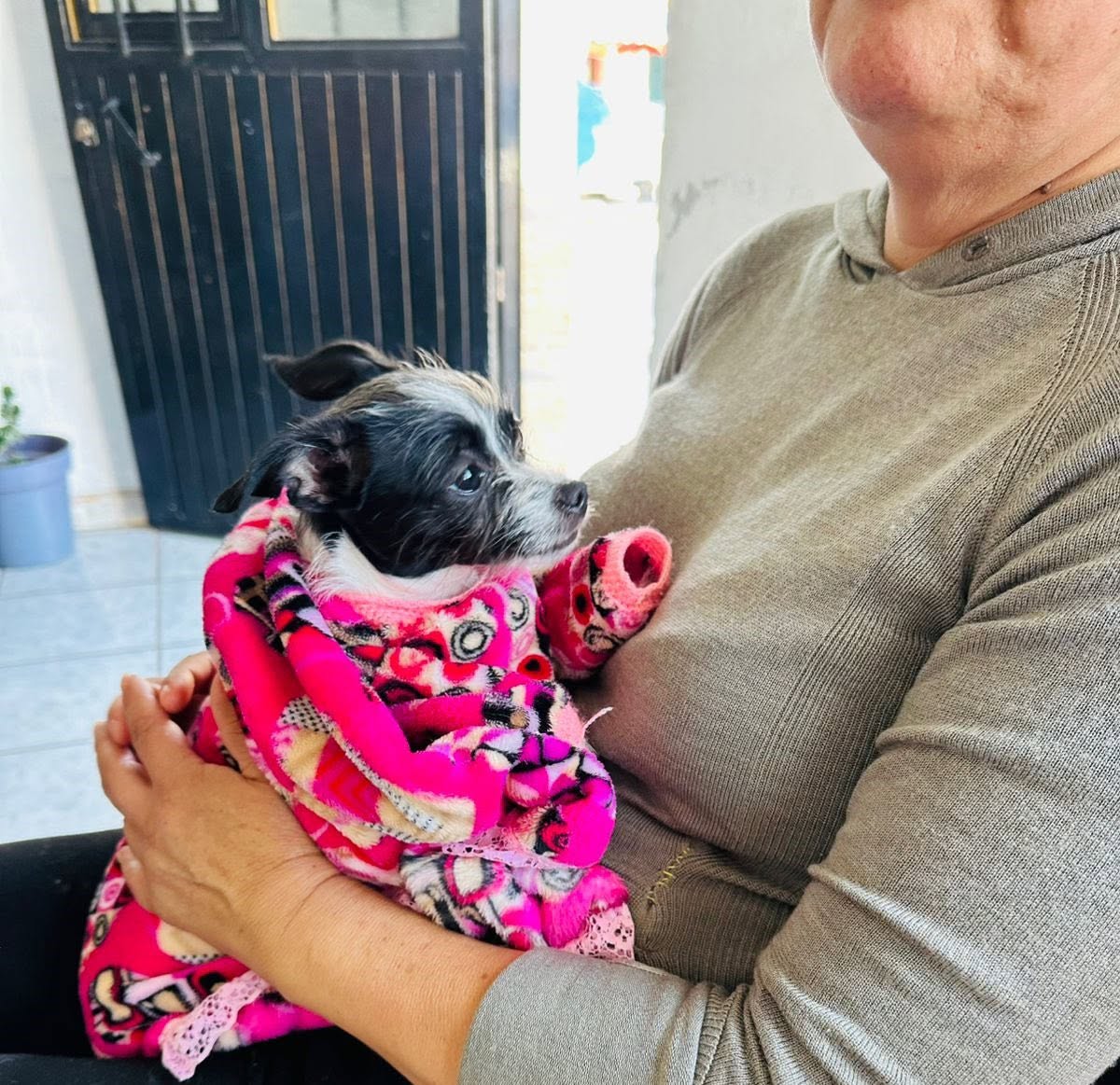 Llevan campaña de esterilización de animales de compañía a la Tenencia de La Rinconada