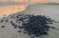 Campamentos tortugueros liberan más de 500 mil crías en un mes: Compesca