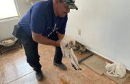 Esta abierta la adopción de animales en centro de control municipal