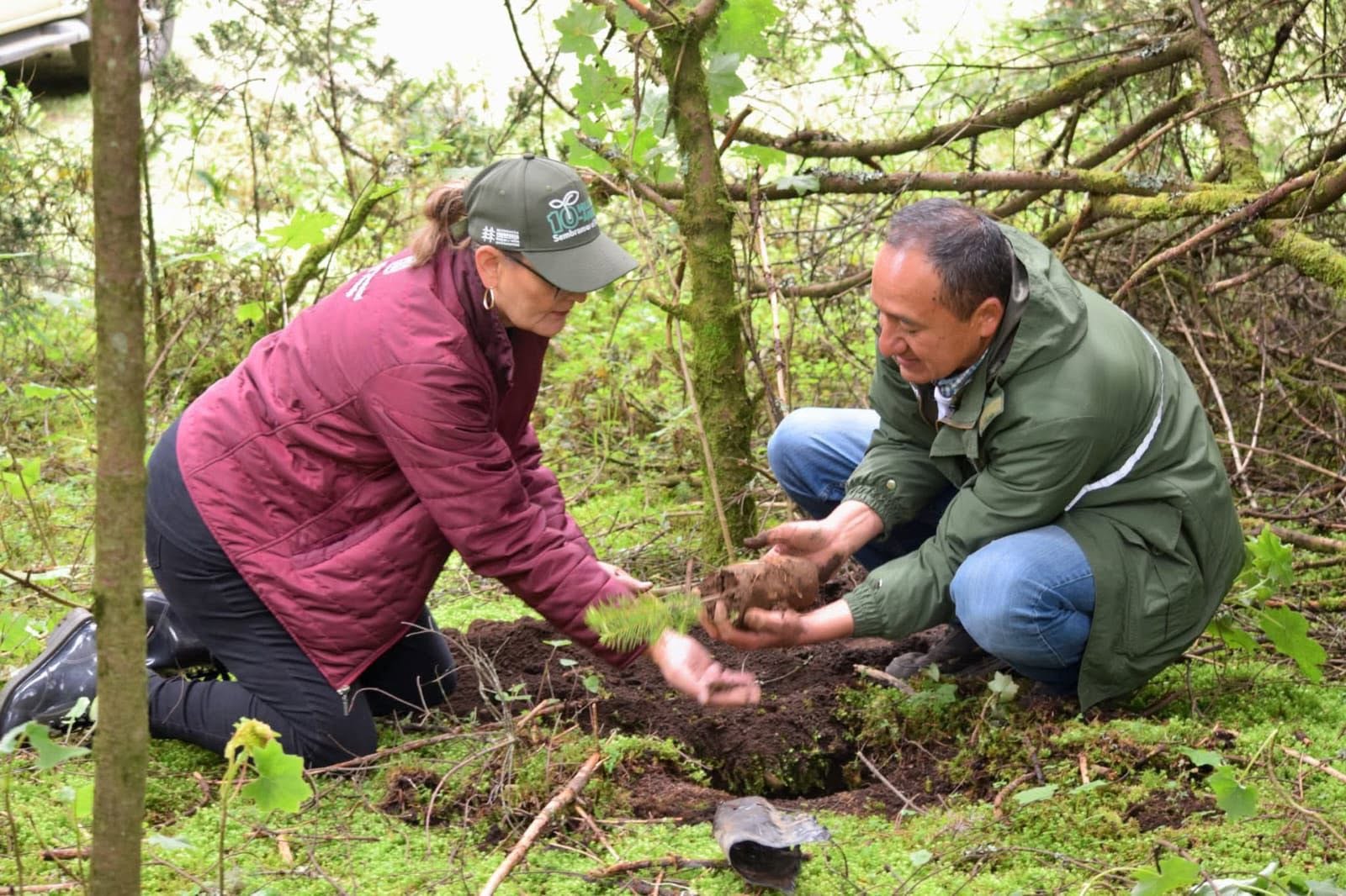 Michoacán alcanza meta histórica con más de 10 millones de árboles plantados en 2025