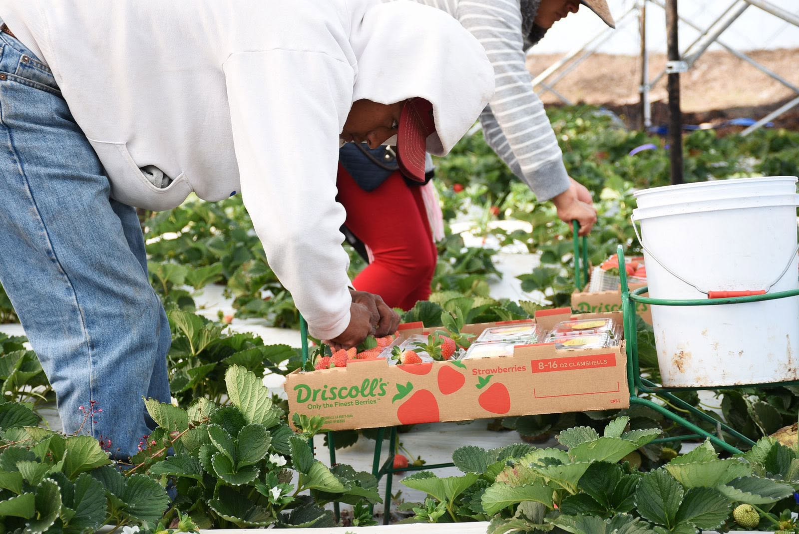 Michoacán se reafirma como líder agroexportador; registró 1,289 mdd en el tercer trimestre: Sedeco