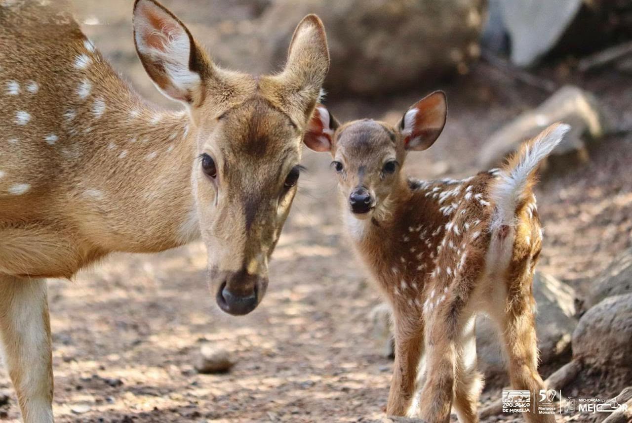 Reforma ambiental protege y conserva la vida animal en Michoacán: Secma