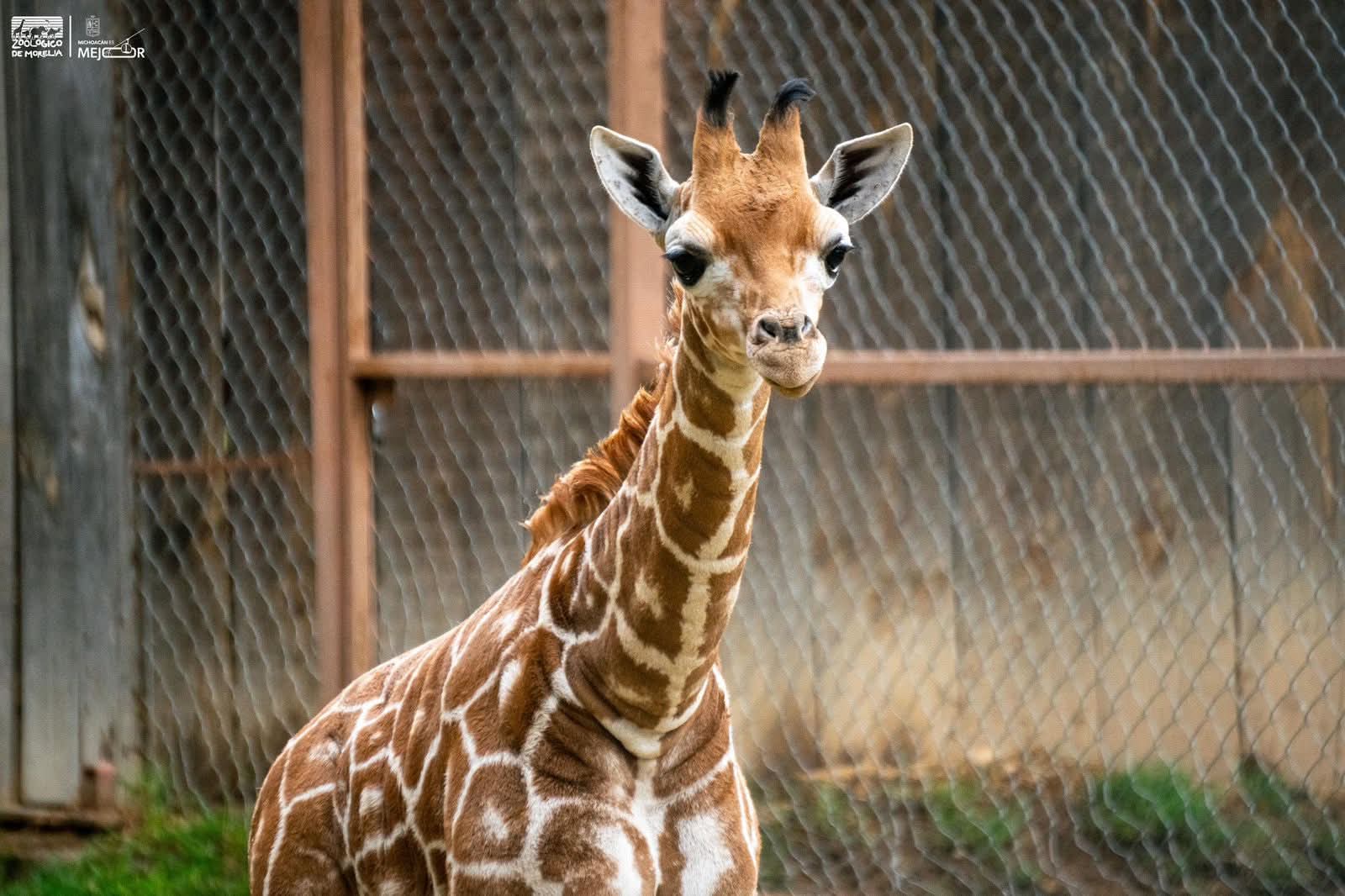 ¡A votar! Abre Zoológico convocatoria para nombrar a su nueva cría de jirafa