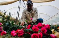 Hasta 25 pesos podría costar una rosa por Día del Amor y la Amistad