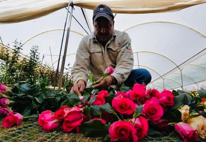 Hasta 25 pesos podría costar una rosa por Día del Amor y la Amistad