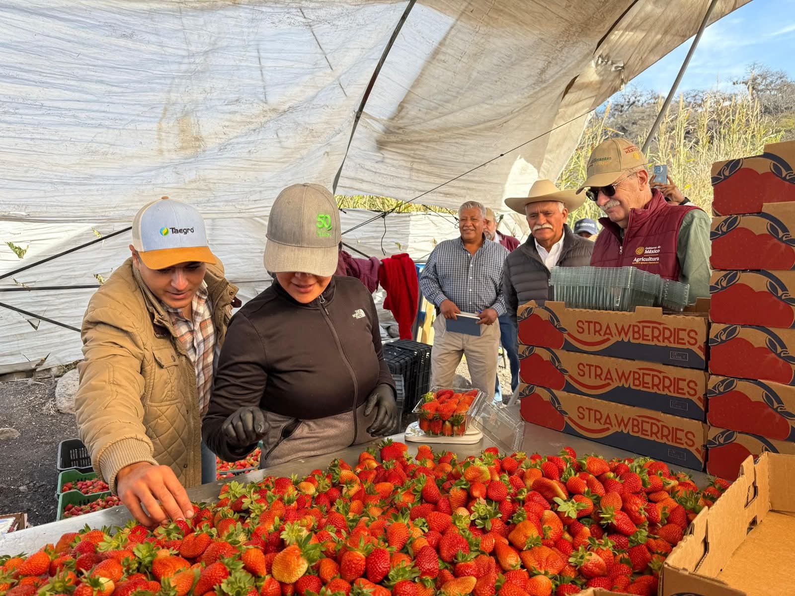 Productores de berries tendrán acceso a créditos de más de un mdp: Sader