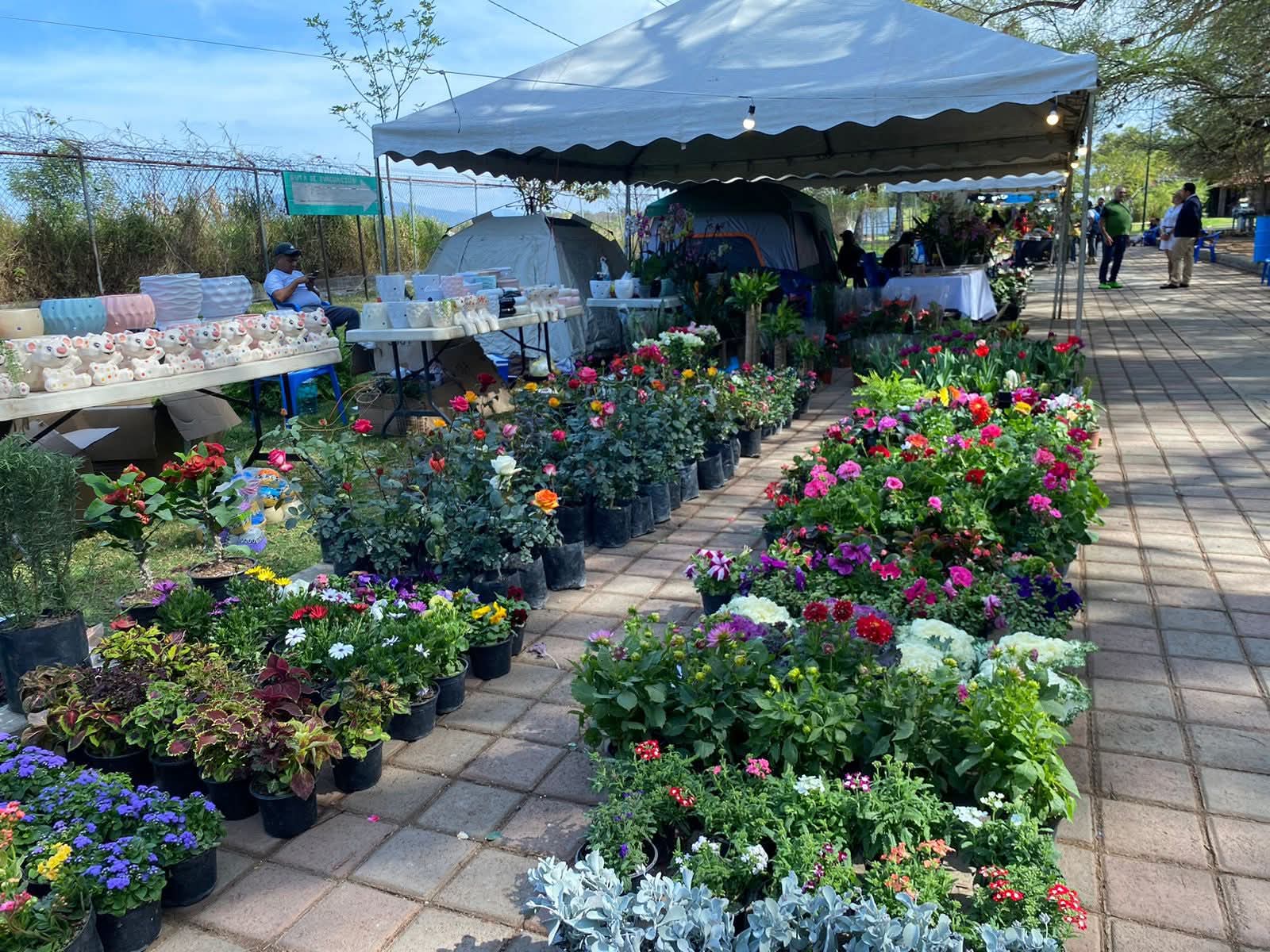 De 500 a mil 500 pesos el costo de las orquídeas en la séptima expo en Camécuaro