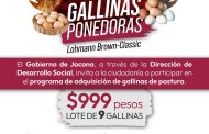 Dirección de Desarrollo Social en Jacona invita a comprar lotes de gallina