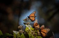 ¡Se acaba el tiempo! Última oportunidad para visitar los santuarios de la Mariposa Monarca