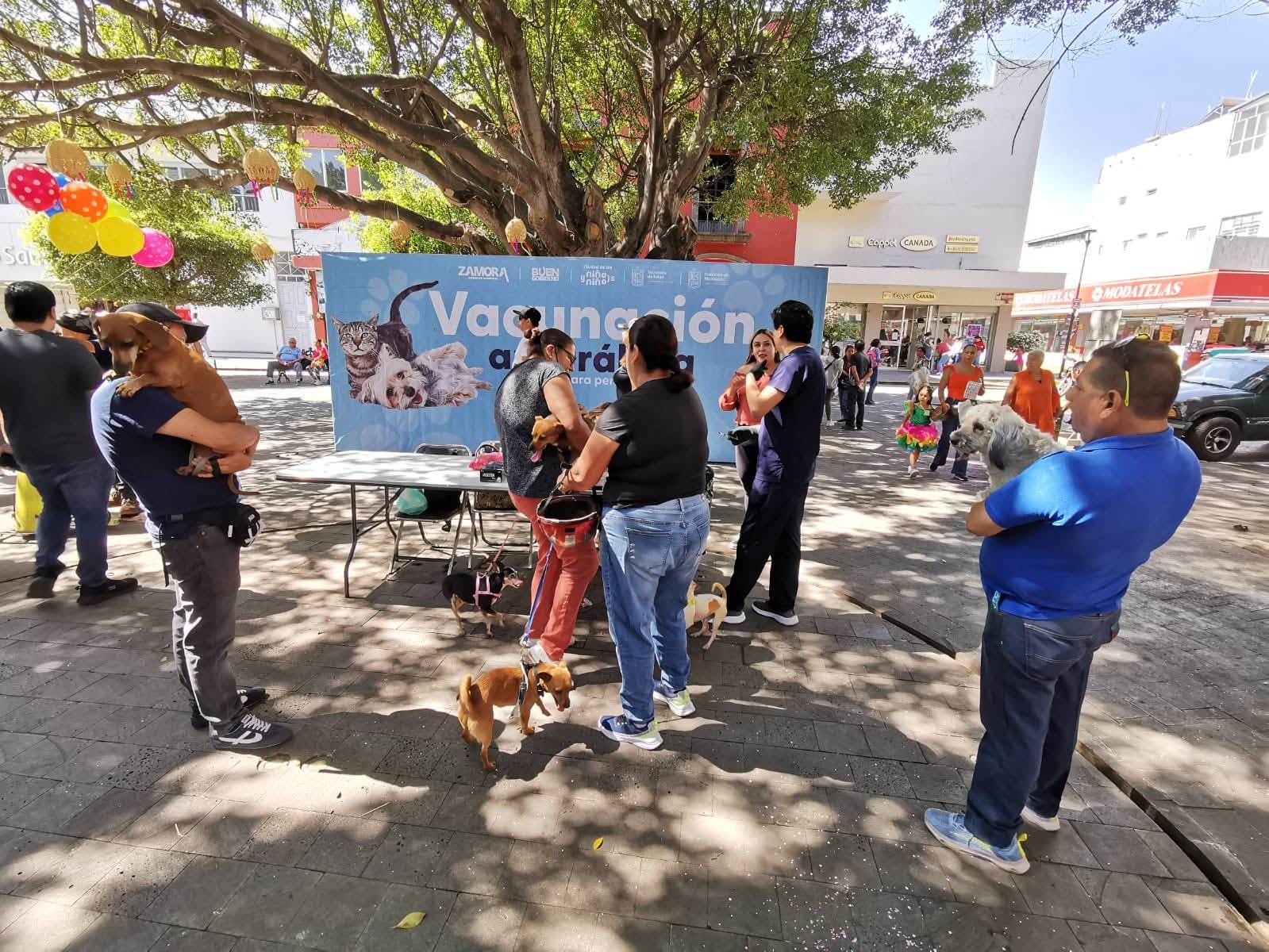 Realizan más de 400 esterilizaciones y aplican mil vacunas antirrábicas