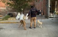 Asegura FGE a dos caninos víctimas de maltrato animal en La Piedad
