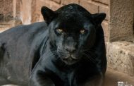 Busca Zoológico de Morelia reproducción de jaguares bajo cuidado humano