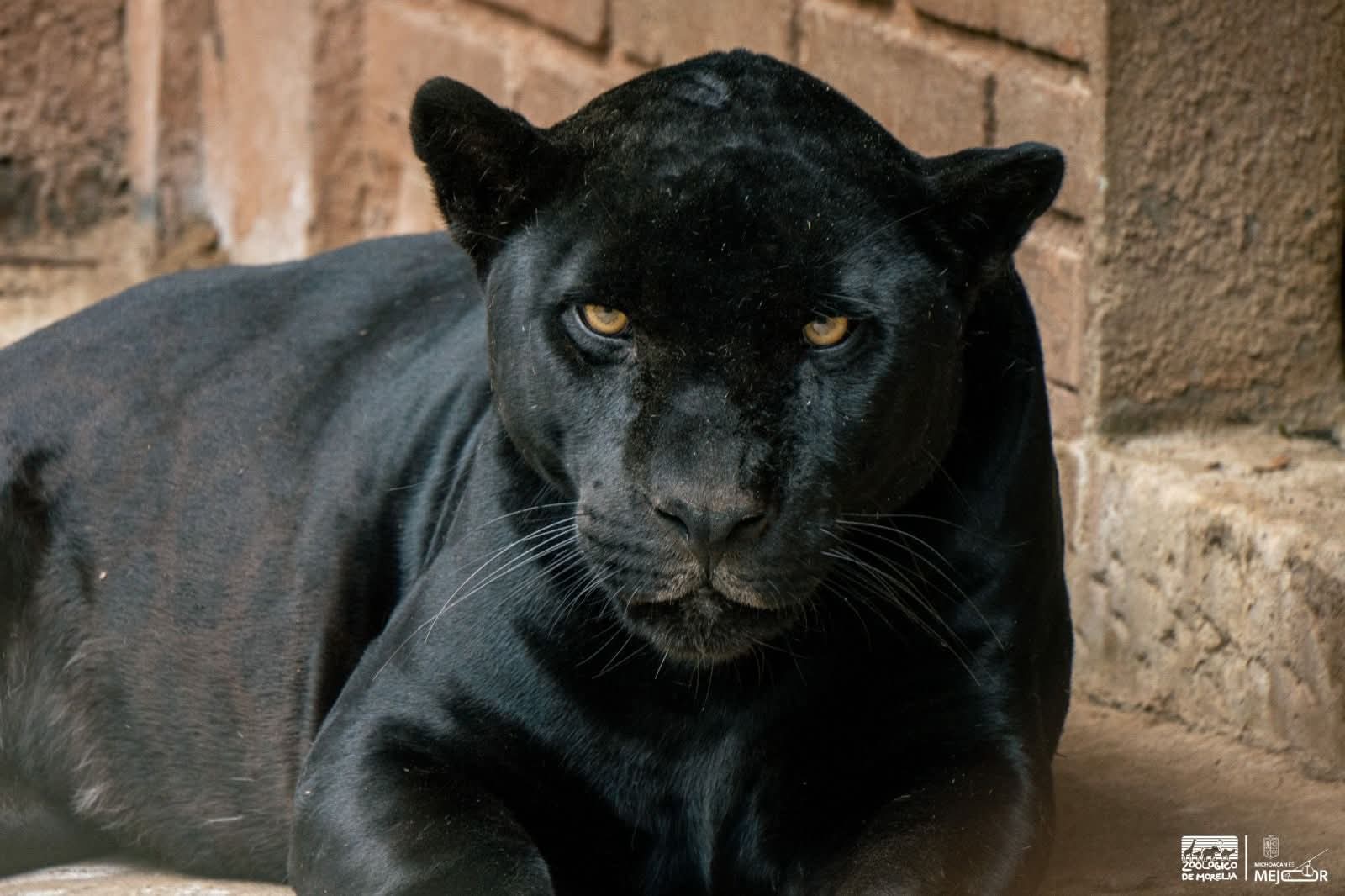 Busca Zoológico de Morelia reproducción de jaguares bajo cuidado humano