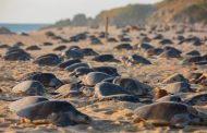 Michoacán, destino donde tres especies de tortuga marina eligen la vida
