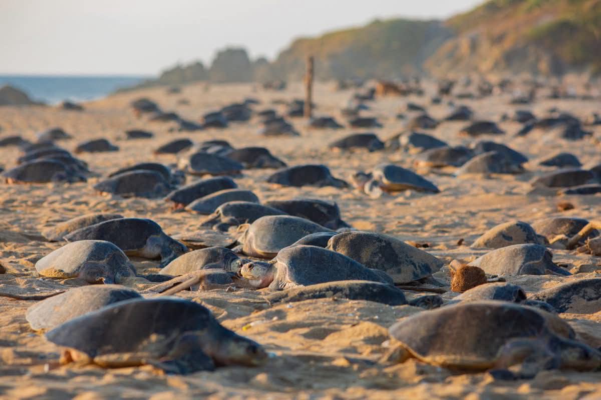 Michoacán, destino donde tres especies de tortuga marina eligen la vida