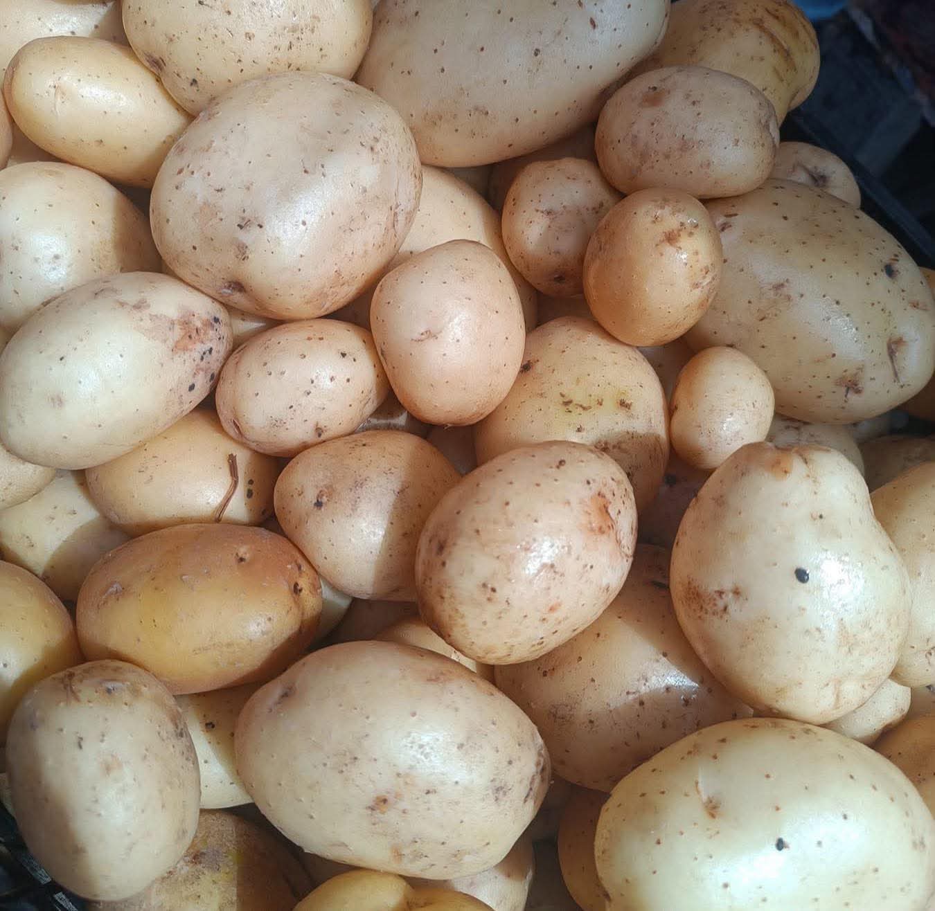 Kilo de papa llega a 40 pesos; comienza a provocar afectaciones en consumidores