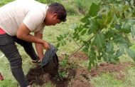 Verde Café plantará 100 árboles en el acceso norte de Zamora