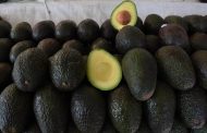 Reconocimiento a la Franja Aguacatera de Michoacán protege más de 150 mil empleos