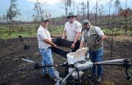Así es la tecnología de las semillas que reforestan los bosques michoacanos
