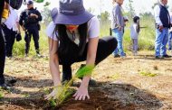 Reforestación en Michoacán, clave para la recuperación de ecosistemas y recursos hídricos