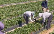 RECHAZA MÉXICO ACUSACIÓN DE DUMPING DE EU CONTRA FRESA MEXICANA; ESTÁ EN RIESGO EL EMPLEO DE 151 MIL PERSONAS