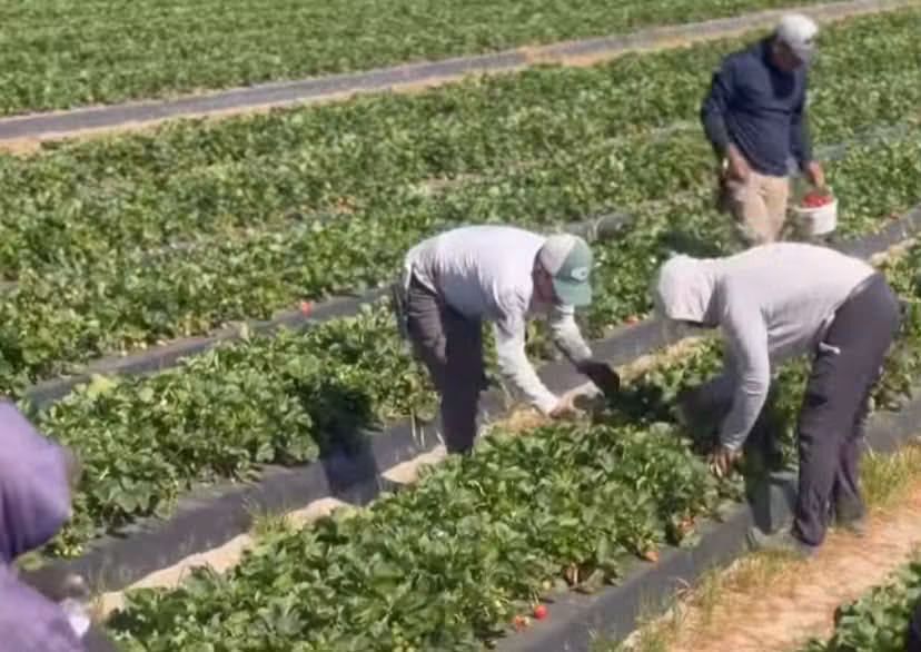 RECHAZA MÉXICO ACUSACIÓN DE DUMPING DE EU CONTRA FRESA MEXICANA; ESTÁ EN RIESGO EL EMPLEO DE 151 MIL PERSONAS
