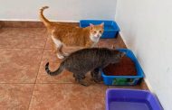 Refugio municipal de Zamora alberga a más de 100 perros y gatos; sale costosa la manutención