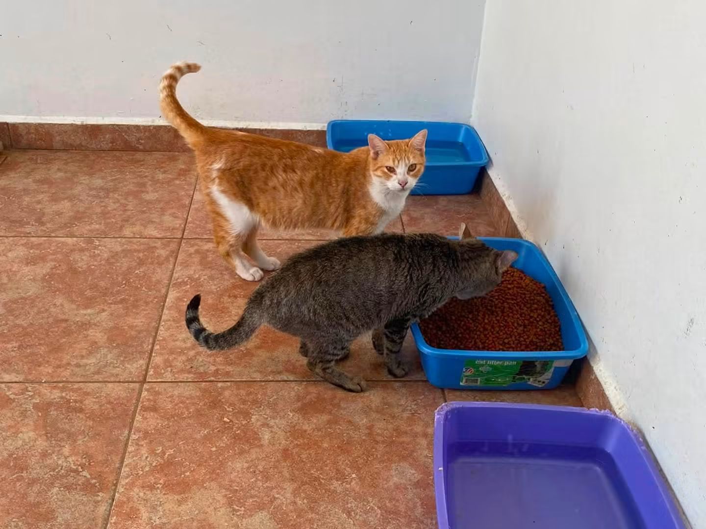 Refugio municipal de Zamora alberga a más de 100 perros y gatos; sale costosa la manutención