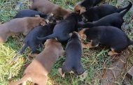 Detectan casos de acumulación de animales en domicilios