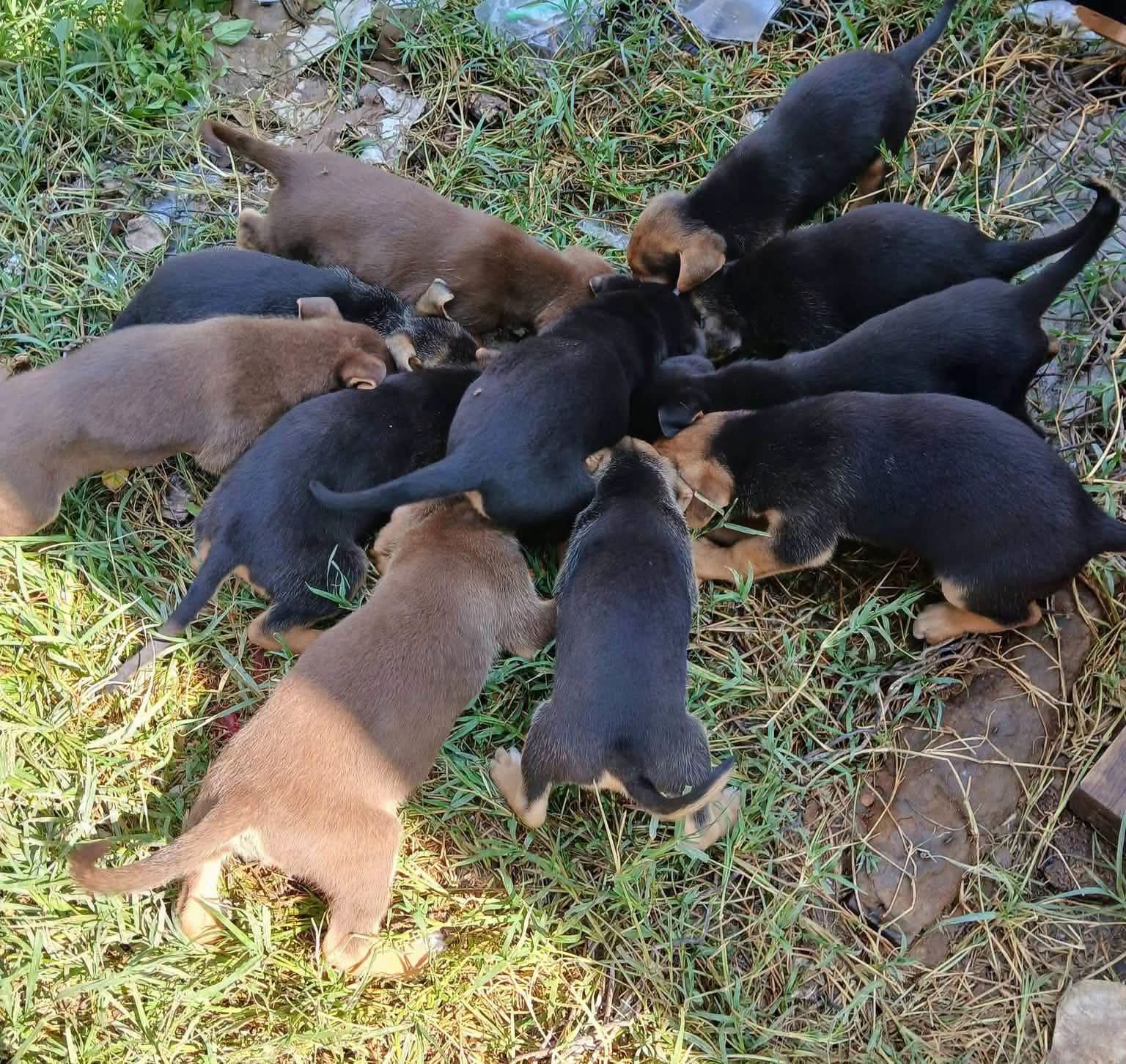 Detectan casos de acumulación de animales en domicilios