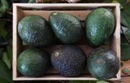 A 5 años de gobierno, Michoacán fortalece la protección de productos de origen