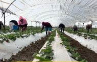 Productores de fresa mantienen optimismo para este comienzo del temporal de fresa