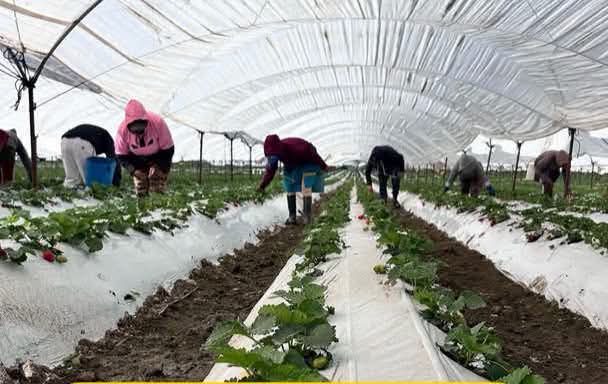 Productores de fresa mantienen optimismo para este comienzo del temporal de fresa