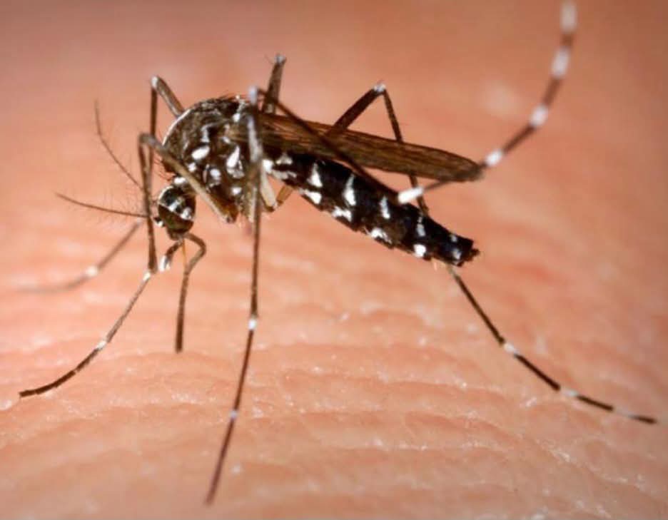 Disminuyen casos de dengue en Zamora; llaman a reforzar medidas preventivas